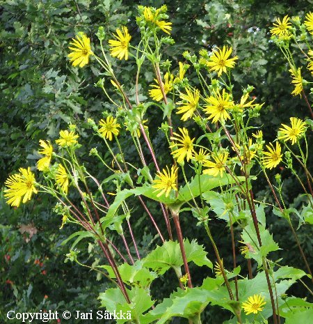 Silphium perfoliatum